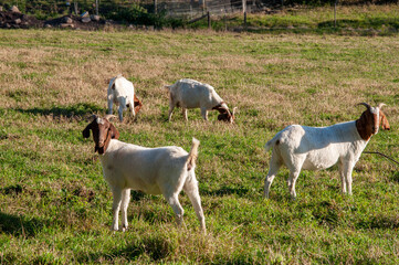 two goats on the meadow