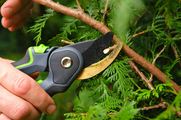 Pruning thuja.Garden Plants Pruning Tool. Garden shears in male hands close-up cutting a hedge.Plant pruning.Gardening and plant formation.Gardening and farming tools