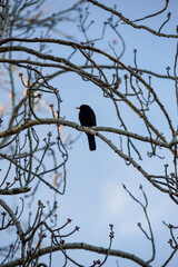 Obraz premium crow on tree