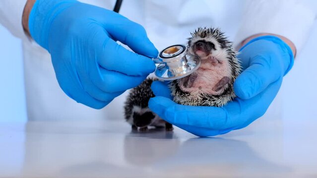 Examining Baby hedgehog with a veterinarian. African pygmy hedgehog in the hand of a doctor with a stethoscope.Medicine for animals.prickly pets in the hands of a veterinarian 4k footage