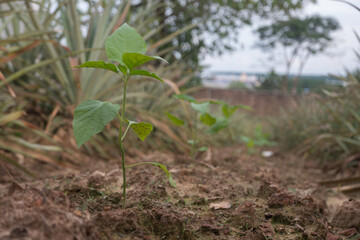 chili plants that grow in fertile soil