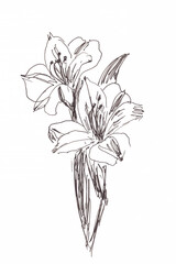alstroemeria bouquet on white background, graphic line art