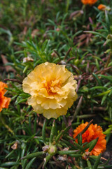 blooming yellow moss rose flower