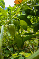 ripe wild ciplukan fruits in the garden
