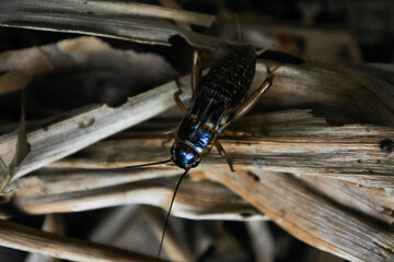 female cricket on a pile of dry banana leaves