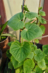 the leaves of the cucumber plant in the garden