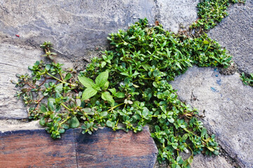 small wild plants growing between the rocks
