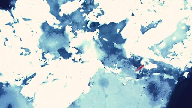 雪と氷に覆われた地面を走る狐　俯瞰