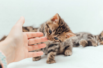 Cute dark grey charcoal bengal kitten biting a hand on a furry white blanket.