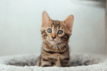 Young cute bengal cat sitting on a soft cat's shelf of a cat's house.