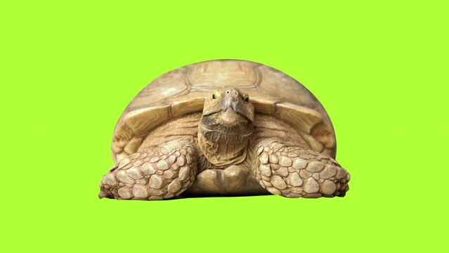 Big old turtle close up on green screen
