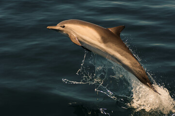 A Short-beaked common dolphin jumps from the water off the coast of Southern California