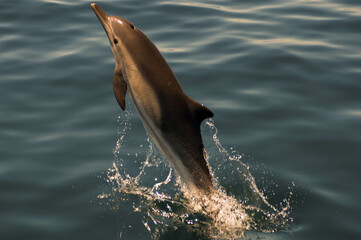 Pacific white-sided dolphin leaps out of the water off the coast of Southern California