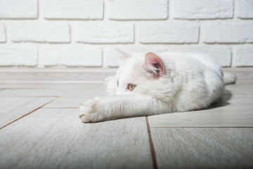 Portrait of a domestic cat of white color with big eyes. Cute clean cat. White cat with a pink nose. White Russian breed of cats.