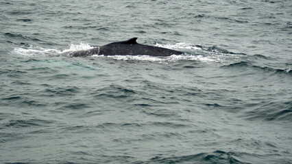 Fototapeta premium Humpback whale in Machalilla National Park off the coast of Puerto Lopez, Ecuador