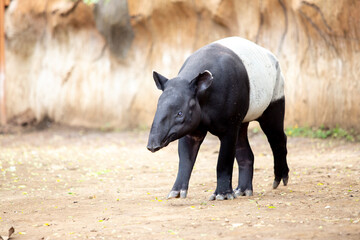tapirus walking down the desert