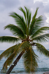 coconut tree with the beach behind 