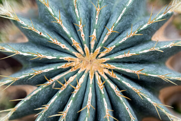 Naklejka na ściany i meble Cactus Parodia magnifica