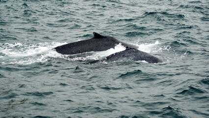Fototapeta premium Humpback whales in Machalilla National Park off the coast of Puerto Lopez, Ecuador