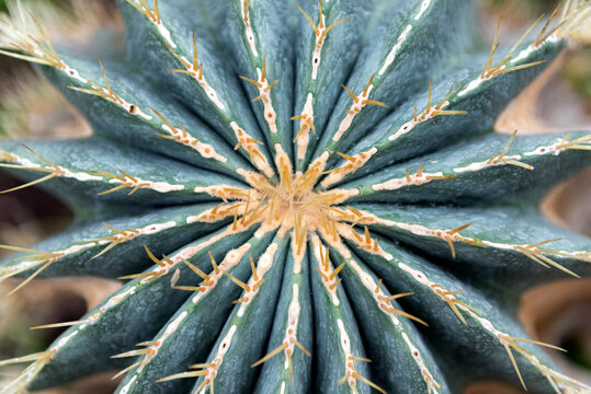 Cactus Parodia magnifica