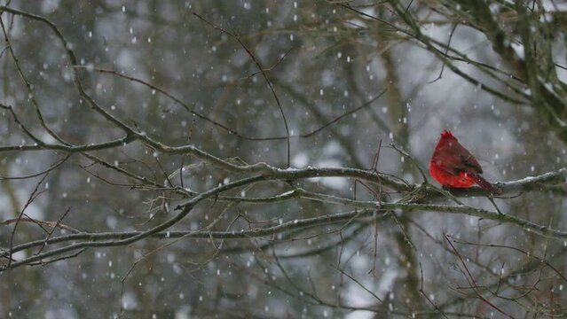 Cardinal flying from branch during snow, Super Slo-mo