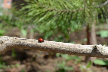Ladybug crawling on a green leaf