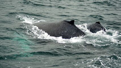 Naklejka premium Humpback whale in Machalilla National Park off the coast of Puerto Lopez, Ecuador