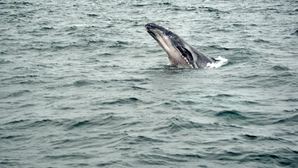Baby humpback whale breaching in Machalilla National Park off the coast of Puerto Lopez, Ecuador
