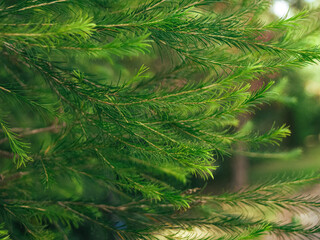 christmas tree branches