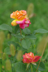 Flowering bush of orange roses. macro