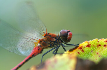 Red dragonfly close-up. Insects. Nature