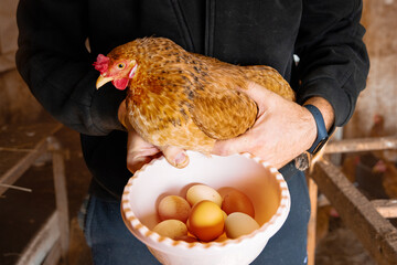 A man holds a laying hen and freshly harvested chicken eggs in his hands. Home farm in the village