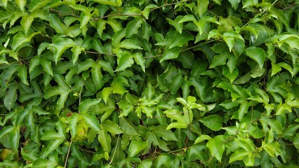 Passion fruit plant, green leaves background