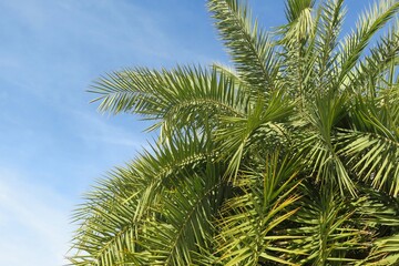Fototapeta na wymiar Palm tree branches on blue sky background
