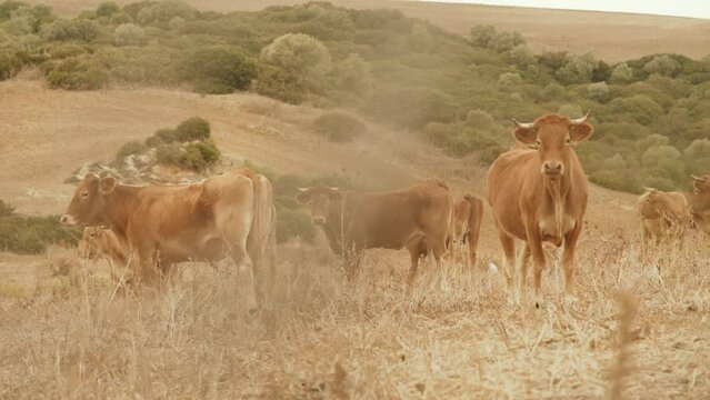 herd of cows grazing in a field with dry grass from the summer heat in southern spain