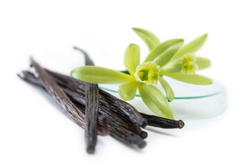 Vanilla pods undergo a aging process until they are browned with vanilla flowers on a white background.