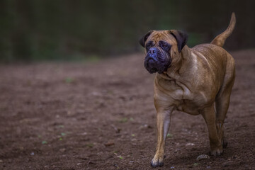 2022-02-24 A LARGE BULLMASTIFF WITH NICE EYES ON ALERT WALKING THROUGH A OFF LEASH DOG AREA ONBAINBRIDGE ISLAND WASHINGTON