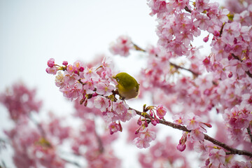 A beautiful bird plays and find the food among the plum or ume in Japan