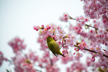 A beautiful bird plays and find the food among the plum or ume in Japan