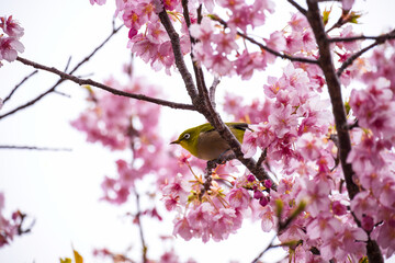 A beautiful bird plays among the plum or ume in Japan