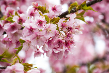 Fototapeta premium Plum or Ume in Japan is the sign of the beginning of the spring season
