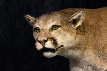 close up of a cougar face with dark background