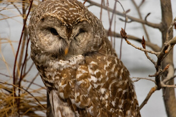 owl on a branch
