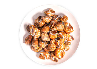 Fresh areola babylon or spotted babylon on white backgroundready to cook , Fresh areola babylon or spotted babylonon isolate on white with clipping path .