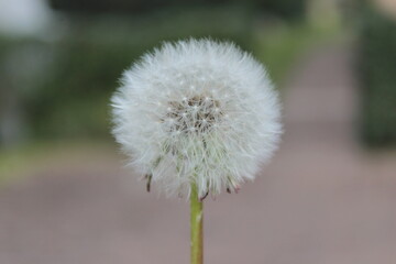 Dandelion with blurry background