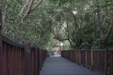wooden bridge in the forest