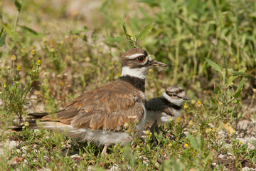 Killdeer adult and chick taken in southern MN