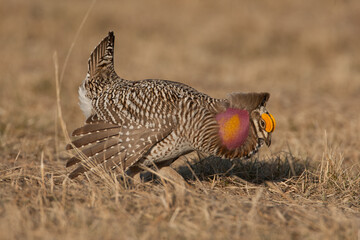 Prairie Chicken Sharp-tailed Grouse hybrid taken in western MN in the wild