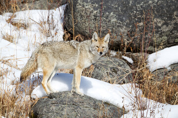 Coyote taken in Yellowstone NP