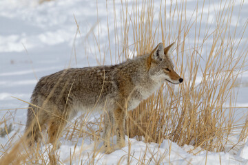 Coyote taken in Yellowstone NP